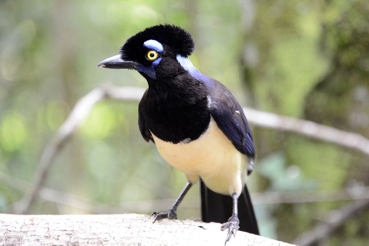 08 Plush-Crested Jay Bird With Blue Eyebrows On Sendero Verde Green Trail At Iguazu Falls Argentina